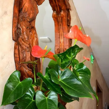 Pensión Boutique Amalia 3*