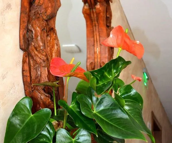 Casa de hóspedes Boutique Amalia 3*